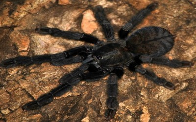 Phormingochilus arboricola (ex Borneo Black) Sling Tarantula